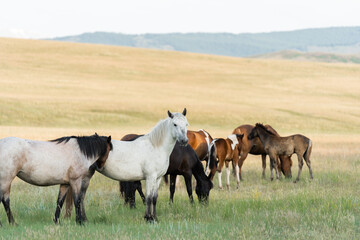 Naklejka na ściany i meble A herd of wild horses grazes in the mountains