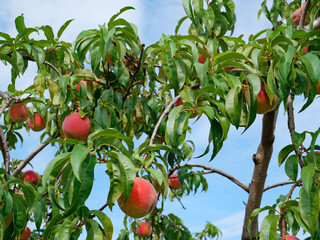 branches of a peach tree with ripe fruit