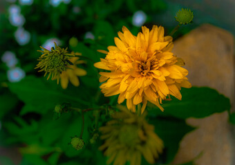 yellow flower
