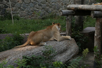 Sleeping lion from the back