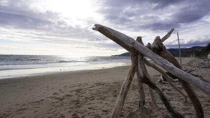 tree on the beach