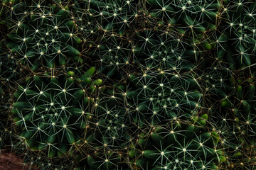 my succulent plant in garden for background