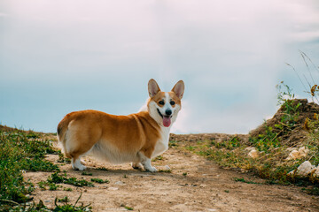 portrait of a small red dog against the sky