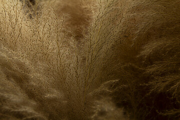 a soft grass  for background