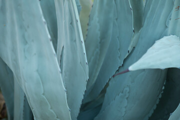 Agave plant. Abstract blue natural background pattern of blue leaves tropical agave cactus....