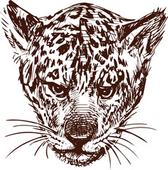 Freehand drawing of head of wild jaguar cub