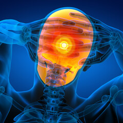 3d render medical illustration of the skull © maya2008