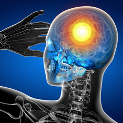 3d render medical illustration of the skull © maya2008