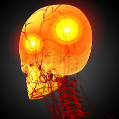 3d render medical illustration of the skull © maya2008