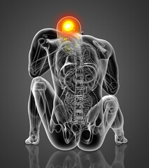 3d render medical illustration of the skull © maya2008