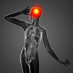 3d render medical illustration of the skull © maya2008
