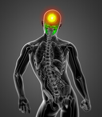 3d render medical illustration of the skull © maya2008