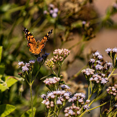 mariposa