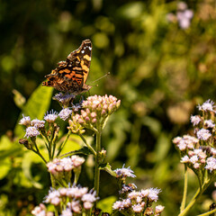 mariposa