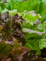 Lettuce growing in the garden