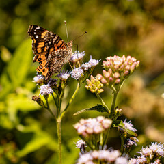mariposa3