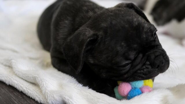 Cute french bulldog playing with a toy on the floor. Little cute puppy