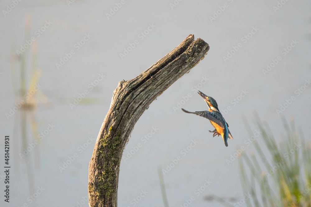 Canvas Prints Eisvogel im Anflug auf einen Ast