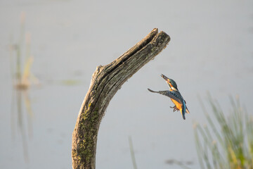 Eisvogel im Anflug auf einen Ast