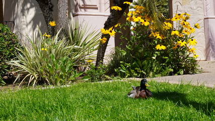 duck on the grass