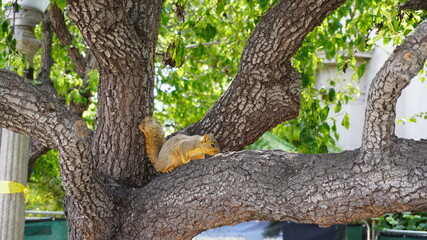 squirrel in tree