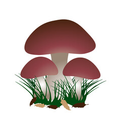 Vector Porcini mushrooms (boletus edulis), grass and leaves isolated on a white background.