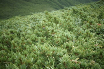 斜里岳登山