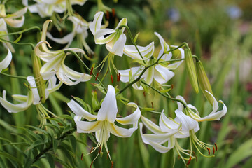 Obraz premium A branch of yellow and white lilies with buds with selective focus in botanical garden (lat. Latgale Hybridi) 