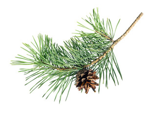 Pine branch with cone, fir twig or conifer tree isolated on white background