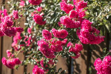 Rose flower blooming on wooden background  in roses garden. Nature.