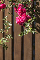 Rose flower blooming on wooden background  in roses garden. Nature.