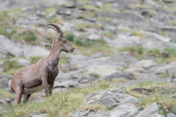 All the elegance of Ibex mountain male (Capra ibex)