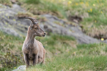 Isolated Ibex mountain male in the grass (Capra ibex)