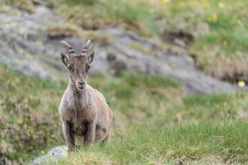 Naklejka na ściany i meble Young ibex male in spring season (Capra ibex)