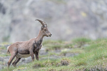 Beautiful portrait of Ibex male in spring season (Capra ibex)