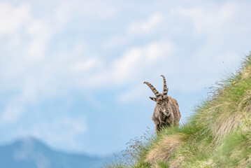 Amazing portrait of Alpine ibex female in the highlands (Capra ibex)