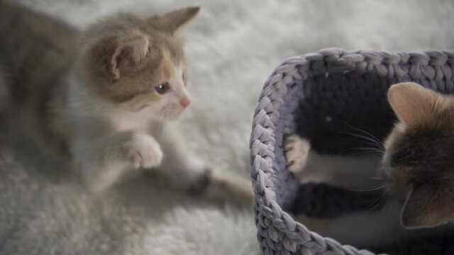 Two merry fluffy kittens are actively playing in a gray wicker basket. They jump into it and bite each other's tail. Close-up, slow motion, HD.