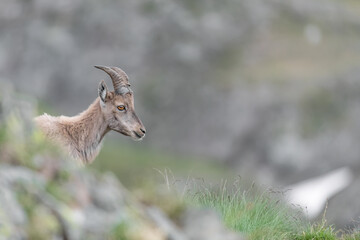 Naklejka na ściany i meble Fine art portrait of young Ibex male (Capra ibex)