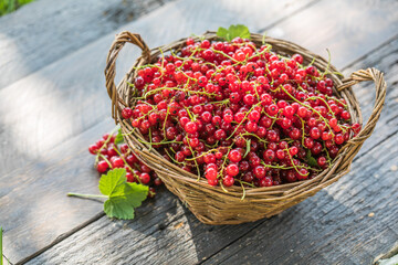 Ripe red currant berries in a bowl  on a rustic wooden background