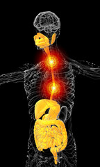 3d render medical illustration of the human digestive system