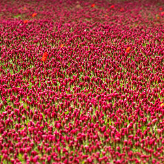 I colori della natura