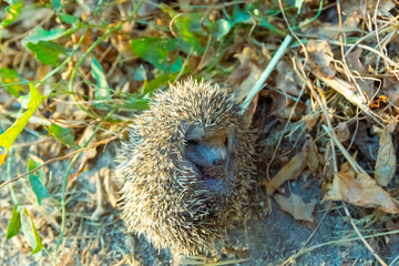 hedgehog in the grass