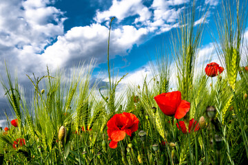 Obraz premium Red Blossoms Of Corn Poppy (Papaver Rhoeas) On Green Wheat Field
