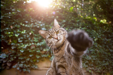 playful tabby cat outdoors raising paw reaching for camera with copy space