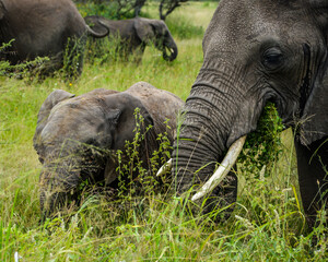 Serengeti Elephant