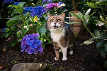 Naklejka na ściany i meble cute tabby white cat outdoors meowing standing beside blue purple blossoming hydrangea plant