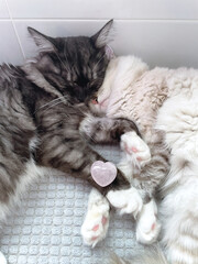 two cats gray and white lie embracing and they are harmonized by a rose quartz crystal in the shape of a heart