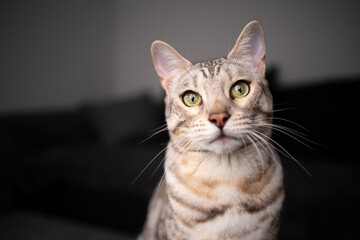 silver tabby bengal cat portrait with blurry soaf in the background and copy space