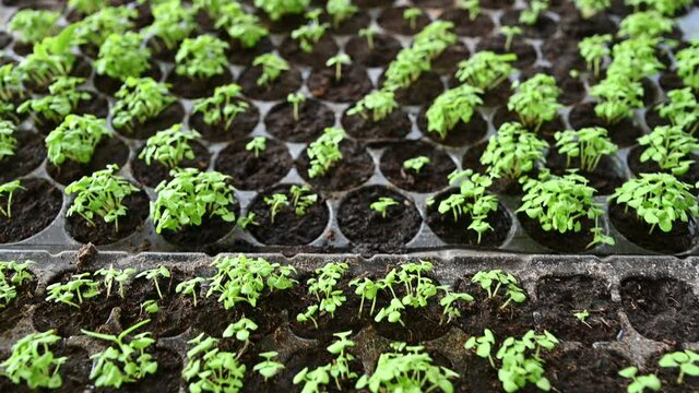 Organic green seedlings growing in the soil on planting tray