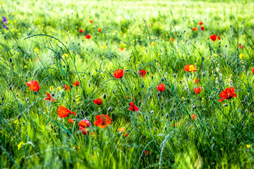 Fototapeta premium Red Blossoms Of Corn Poppy (Papaver Rhoeas) On Green Wheat Field